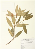 藏品(高山新木薑子)的圖片